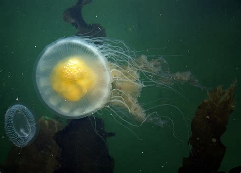 Egg Yolk Jelly Topview Jellyfish Of New Zealand · Inaturalist Nz