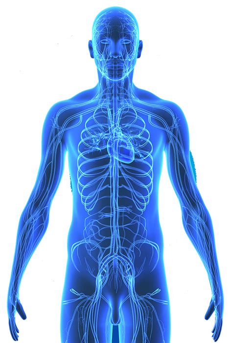 Human Skin Anatomy Layer Transparent Background Png C