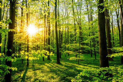 Beautiful Forest Stock Photo Download Image Now Forest Glade