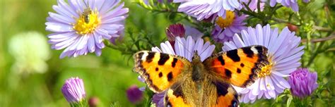 Bee, butterfly, and bat populations face alarming declines worldwide. BEE FRIENDLY GARDEN FLOWERS | Attract Bees & Butterflies ...