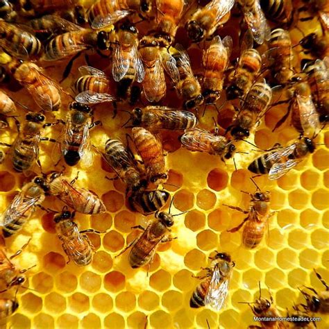 Beautiful Pics Inside A Hive 꿀벌 벌통 양봉 예술 Naturaleza