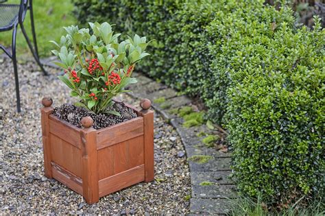 Maybe you would like to learn more about one of these? Five shrubs to grow in containers | Shrubs, Growing plants ...