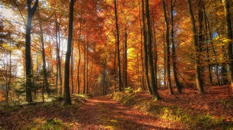 Path With Dry Leaves Between Colorful Autumn Trees Forest With Sunrays