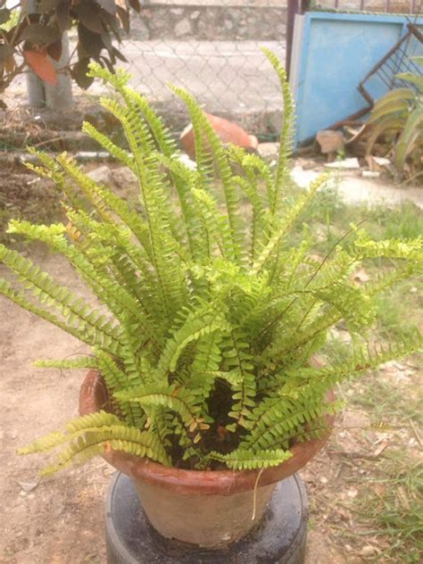 Jom Tanam Sayur Jts Pokok Paku Pakis Asplenium Trichomanesjom Tanam Sayur Jts Tanam