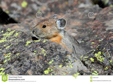 Pika Américain Ochotona Princeps Image Stock Image Du Fourrure