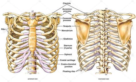 Chest Bone Anterior View And Posterior View