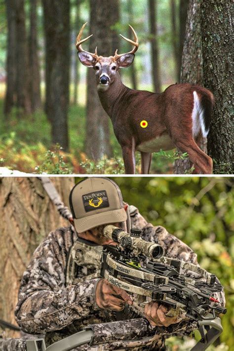 The Dos And Donts Of Crossbow Shot Placement On Whitetails Crossbow