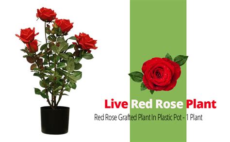 Indian Gardening Nelesa Red Rose Grafted Plant In 4 Inch Plastic Pot
