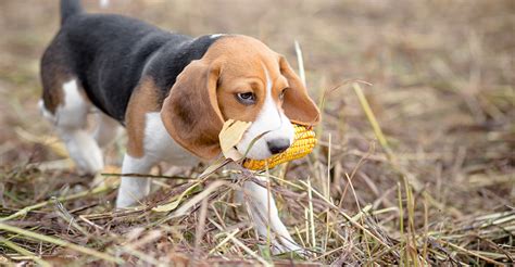 One thing that may occur though is that your dogs stomach could possibly not like the fruit. Can Dogs Eat Corn: A Guide To Corn Cobs and Corn Kernels ...