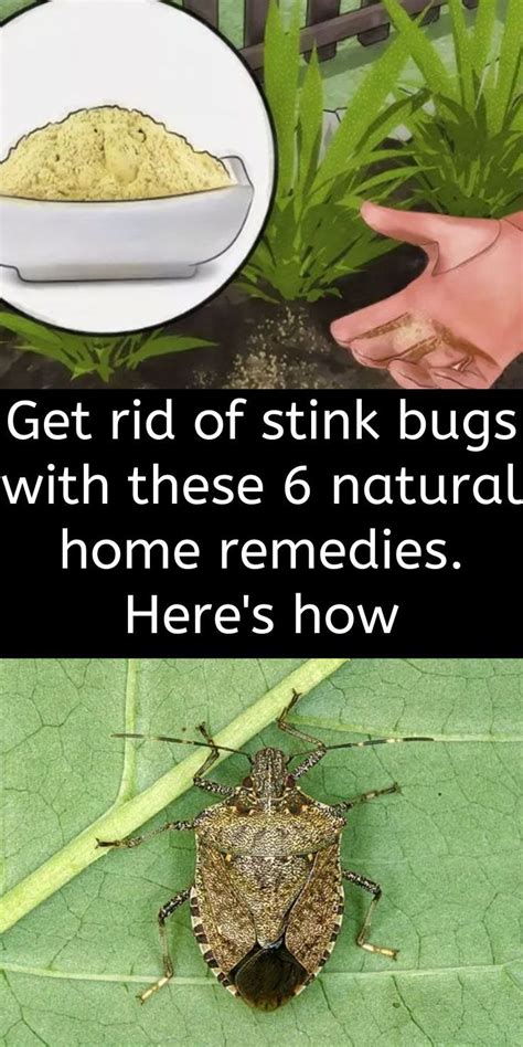 Get Rid Of Stink Bugs With These 6 Natural Home Remedies Heres How