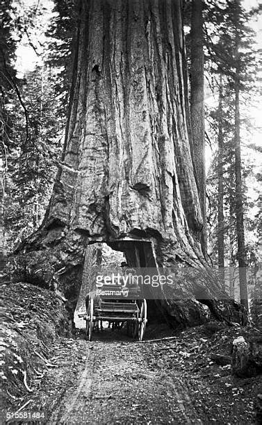Wawona Tunnel Tree Photos And Premium High Res Pictures Getty Images