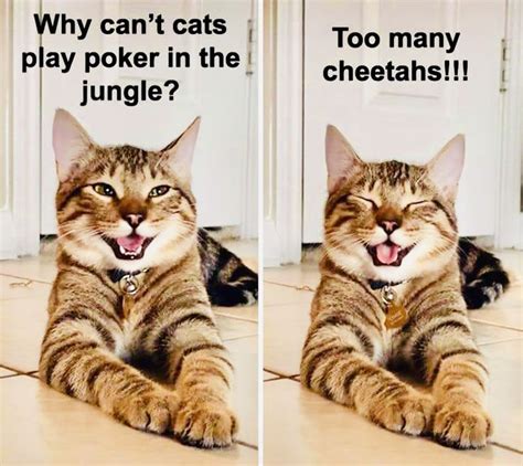 Inappropriate Cat Jokes Freeloljokes