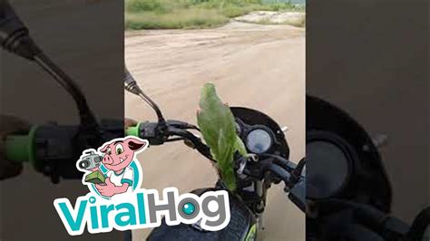 Parrot Loves His Motorcycle Ride Viralhog Youtube Riding