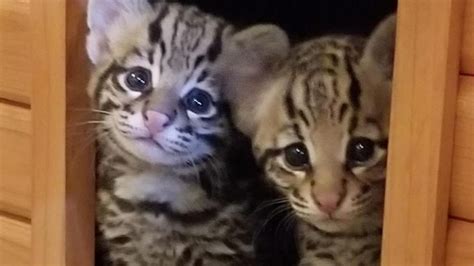 Newborn Ocelot Kittens