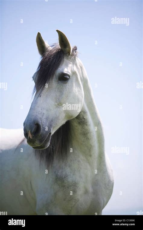 Portrait Of White Horse Stock Photo Alamy