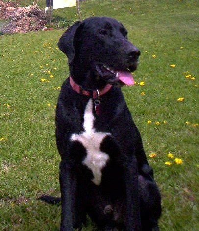 Produced go go luckey entertainment and by paper route. Ghost is an 8-month-old neutered Great Dane/lab mix puppy ...