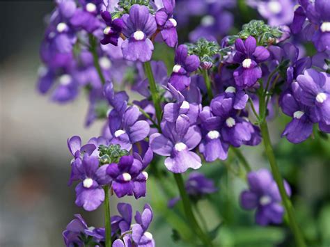 Angelonia Flowers Tips For Growing Angelonia Summer Snapdragons
