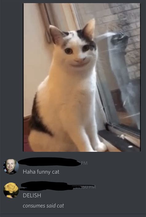 Cursed Cat Meme  Kropkowe Kocie