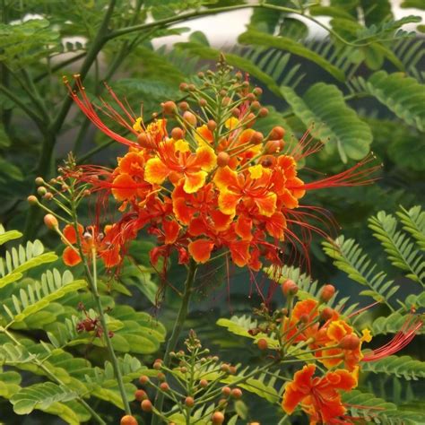 Caesalpinia Pulcherrima Pride Of Barbados Seeds Tree Seeds
