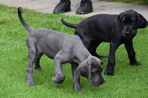 3 Best Great Dane Breeders In The Usa Dogblend