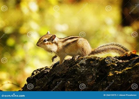 Chipmunk In A Forest Stock Image Image Of Cute Profile 26615975