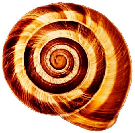 Brown Spiral Seashell By Jeanicebartzen27 On Deviantart