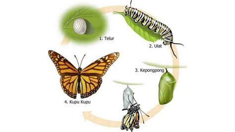 Kehidupan serangga berupa proses perkembangan atau berubahnya bentuk dan ukuran tubuhnya yang tidak akan kembali lagi ke bentuk semula dengan berbagai kegiatannya. Metamorfosis Tidak Sempurna Ditandai Dengan ...