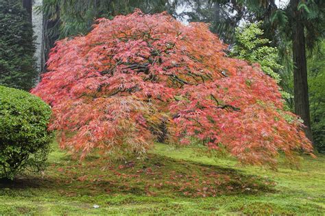 Just take care not to remove more than half of the tree's total mass. Tamukeyama Japanese Maple Tree — Just Fruits and Exotics