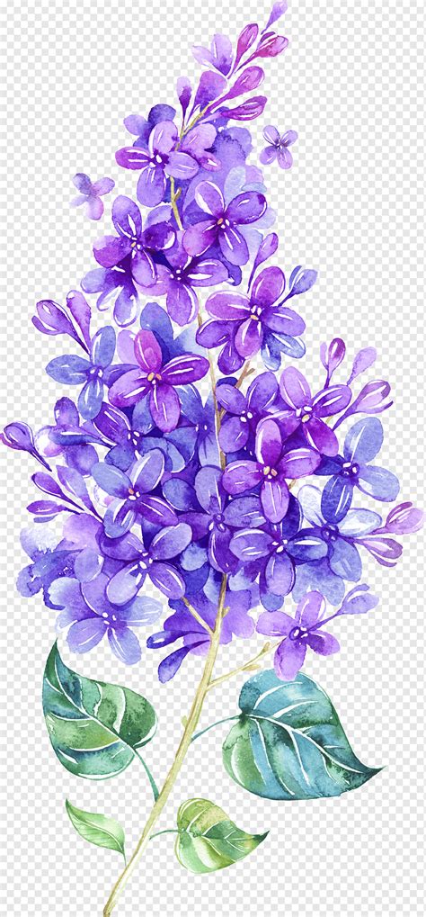 Ilustración de flores moradas lila acuarela violeta flor flor flotante
