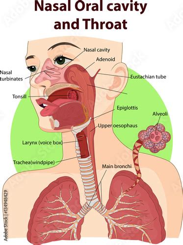 Vector Illustration Of Nasal And Oral Cavities Stock Image And