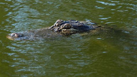 Alligator Kills 69 Year Old Woman In South Carolina The New York Times