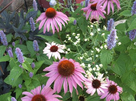 Bee research fosters creative thought and practical solutions. Native Minnesota Flowers | Yelp