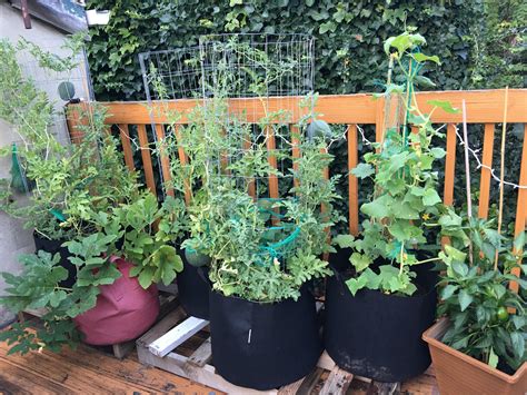 Vegetable Garden On My City Apartment Deck Mic Gardening