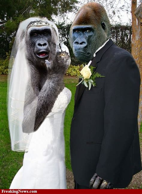 Zoo Animals Funny Monkeys Married Pictures 2011