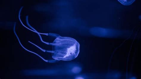 Aussie Scientists Find Antidote For Deadly Box Jellyfish Sting