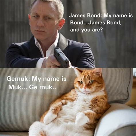 Pin By Aiman Al Hakim On Cats Story Cat Stories James Bond Cats