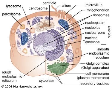 Every animal cell does not have all types of organelles, but commonly animal cells contain most of the following organelles: cell - The process of differentiation | biology ...