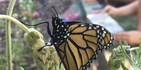 3 Reasons We Raise Butterflies Nature Kids Activities