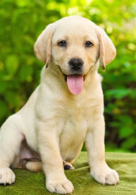 Labrador Retriever Puppy Glossy Poster Picture Photo Print Dog Golden