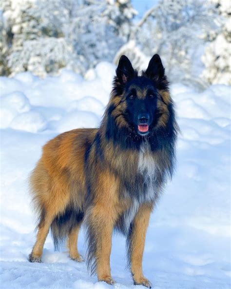 Belgian Malinois Vs Belgian Tervuren Size Coat Energy Health