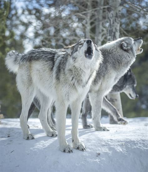 Grey Wolves West Yellowstone Sony A1 Fine Art Wolf Photogr Flickr