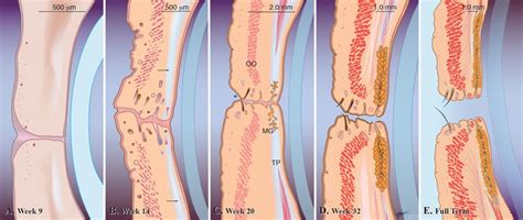 Embryo Eyelid Development Illustration By Richard Weaver Medical