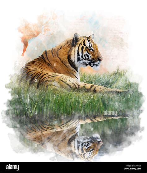 Watercolor Digital Painting Of Tiger On Grassy Bank With Reflection