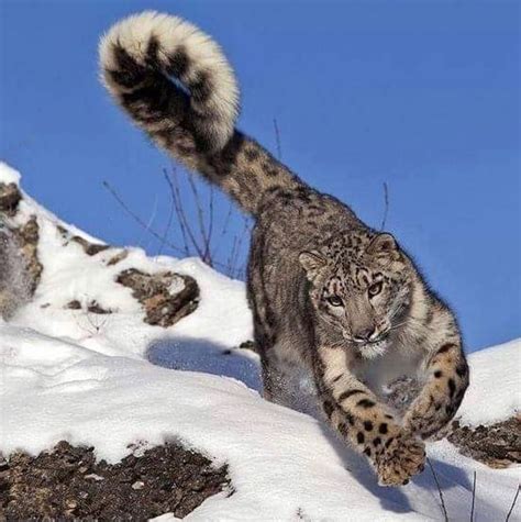 Nepal On Instagram “repost Bigcatswildlife That Tail 😍😍😍🐆 Snow