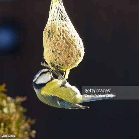 Tit Hanging Bildbanksfoton Och Bilder Getty Images