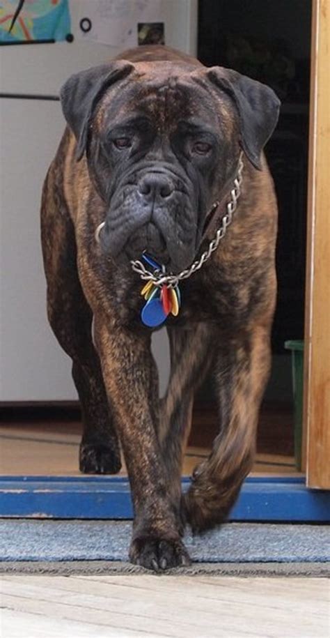 The Bullmastiff A Large Watchdog That Guards But Does Not Bark Much