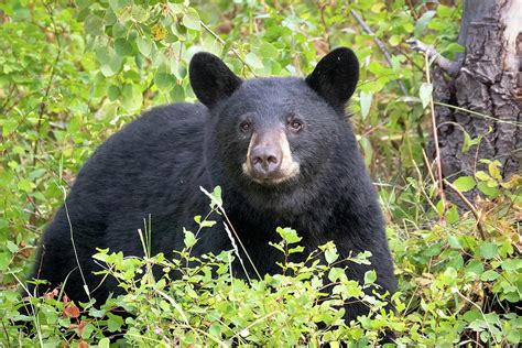 Black Bear In The Forest Photograph By Jack Bell Pixels