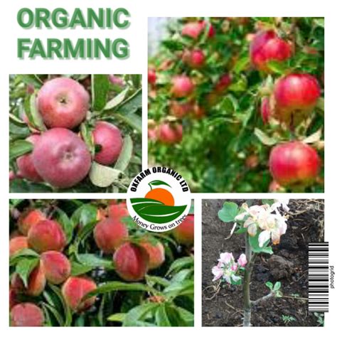 Wambugu Apple Variety In Kenya Archives Oxfarm Organic Ltd