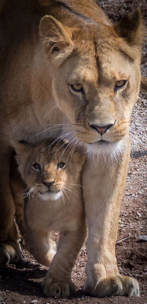 The tail is very long (sometimes as long as whole body) and thick; 133 best images about lions on Pinterest | Muscle anatomy ...