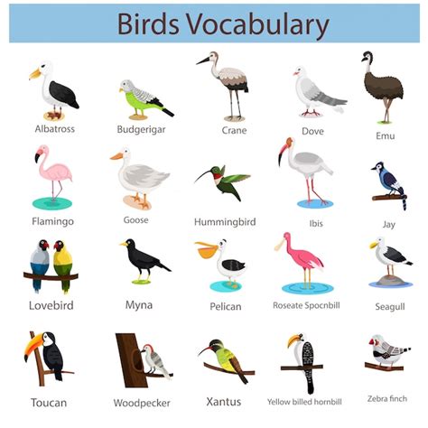 Ilustrador Del Vocabulario De Las Aves Vector Premium